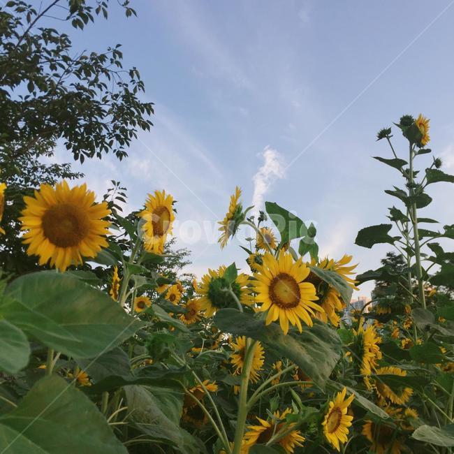 해바라기,여름,풍경,하늘,꽃