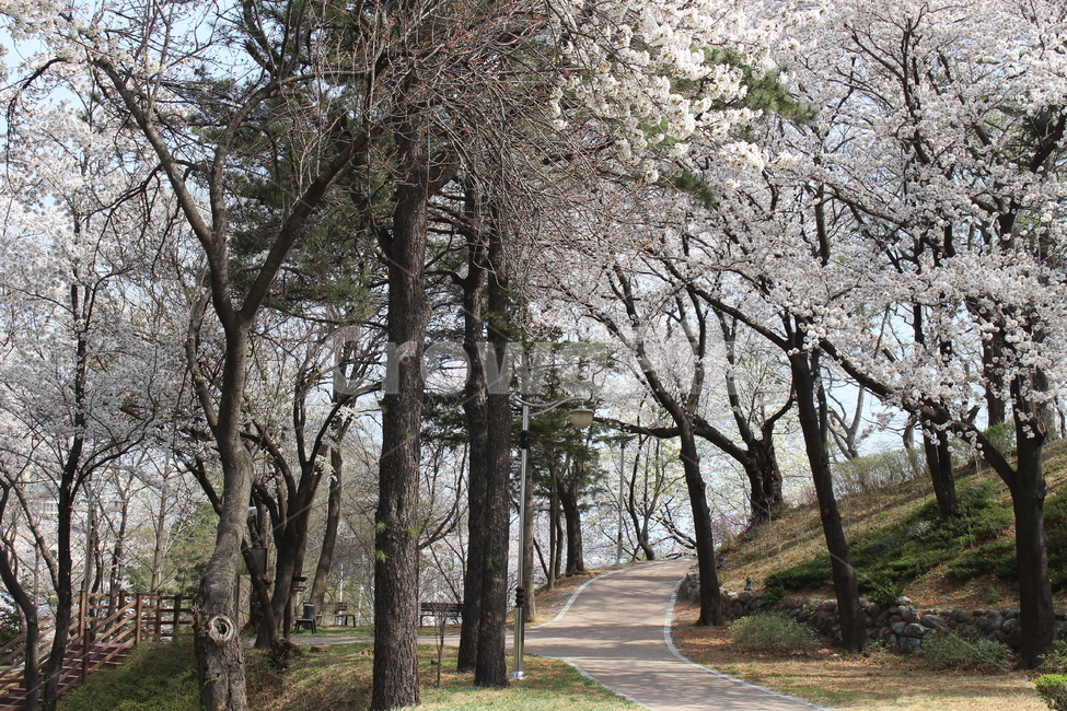 벚꽃,꽃,꽃놀이,봄,나들이,봄,계절,spring,season,자연,풍경,nature,landscape,plant,식물