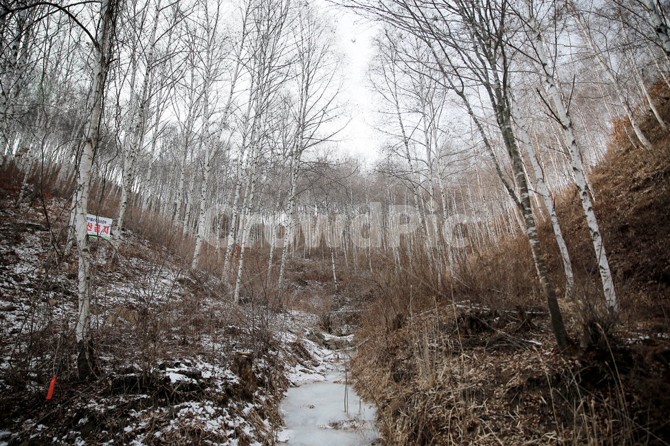 자연,풍경,길,숲길,눈,산,갈대,풀경,새집,겨울,계절,winter,season