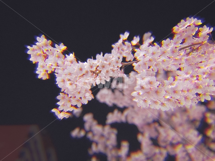 벚꽃,봄,감성사진,밤,밤벚꽃,lofi