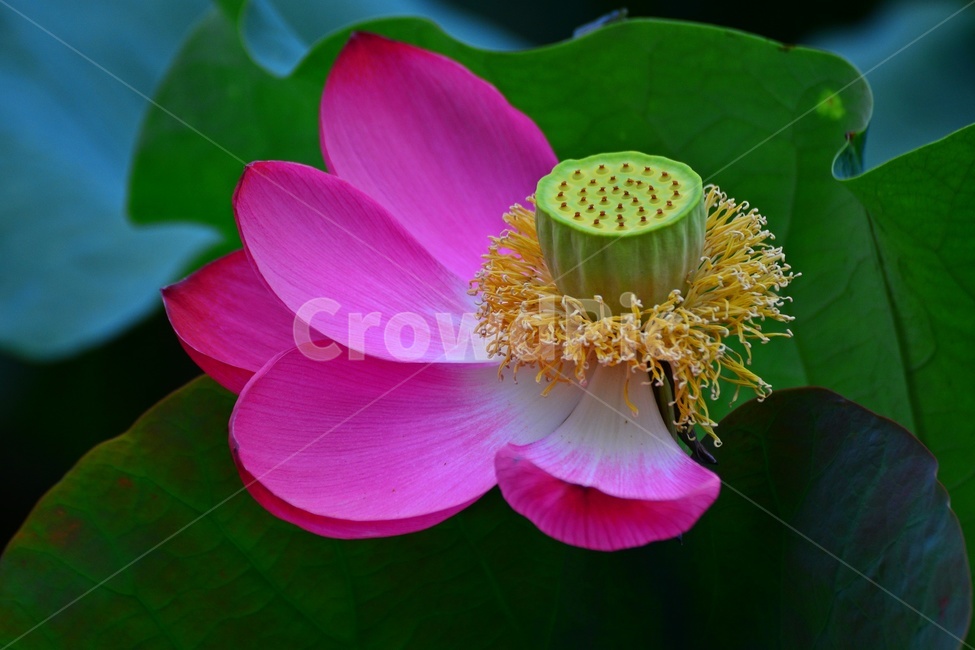 plant,식물,flower,blossom,꽃,petal,꽃잎,연꽃,연잎,수련,홍연,자연,불교