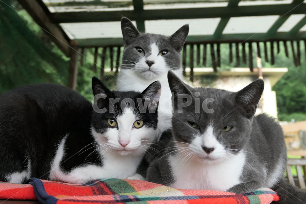 고양이,동물,새끼,길고양이,낮잠,여유,animal,cat,풍경,감성,감성사진,휴식,힐링,rest,relaxation,healing,포유류,mammal,kitten,kitty,귀여운,제주고양이,동물,animal,포유류,mammal,고양이,cat,kitten,kitty
