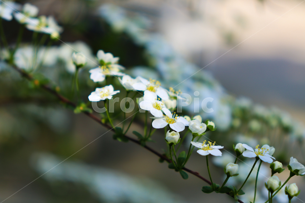 꽃,flowers,식물,꽃나무,geranium,flower,제라늄,plant,나무,tree,봄,spring,weather,풍경