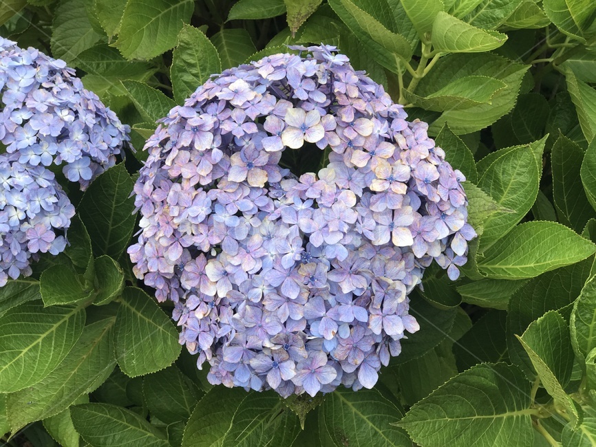 꽃,수국,보라색,여름,국화,식물,자연,plants,nature,꽃,flower