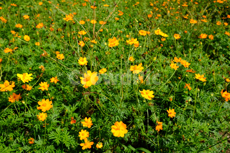 꽃,꽃밭,노란꽃,여름,자연,flower,flowergarden,plant,summer,yellowflower
