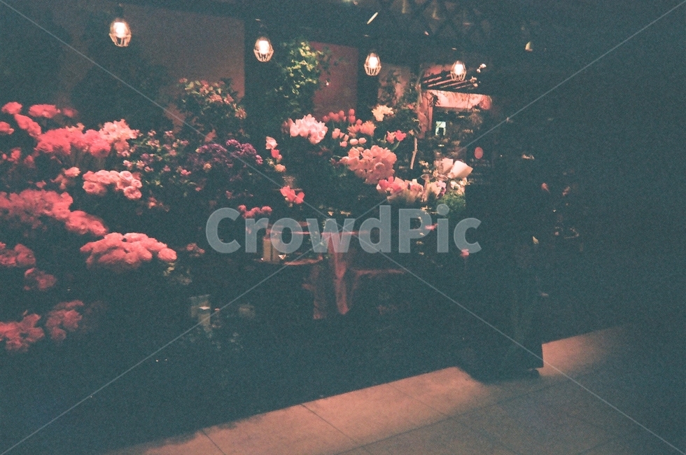 꽃,장미,flower,flowers,꽃집,flowershop,night,빛,light,필름감성,colorful,아날로그감성,드라이플라워,pentax,espio140,식물,자연,plants,nature,꽃,flower