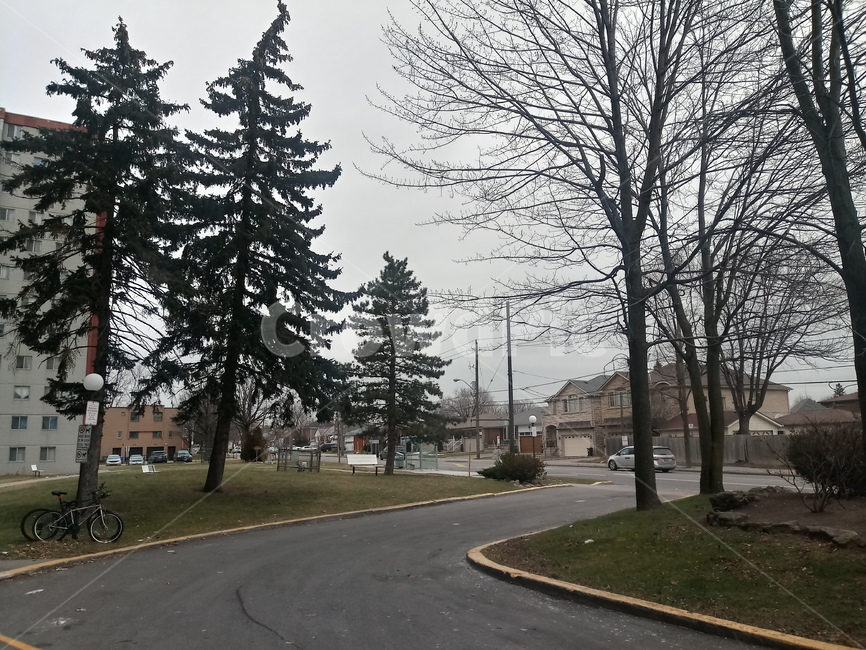 캐나다,길거리,외국,canada,나무,tree,street