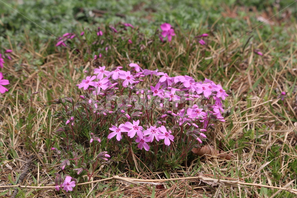 꽃,배경,보라색,보라색꽃,들꽃,여름,식물,자연,plants,nature,꽃,flower