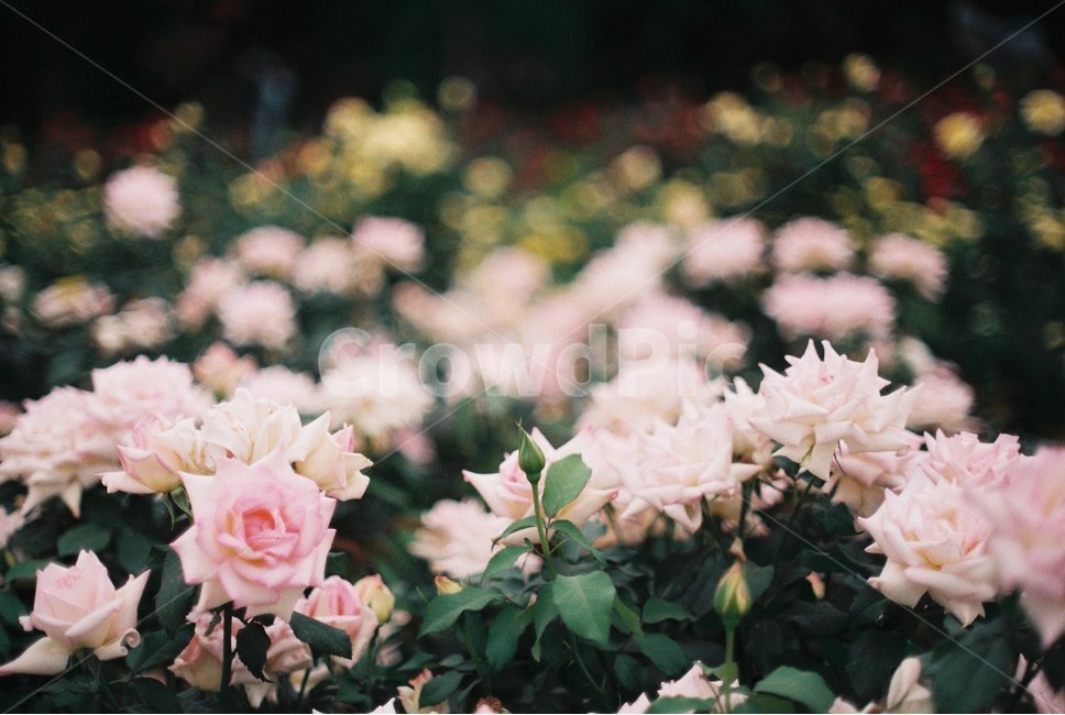 장미,꽃,장미축제,안양,서울공원,감성,감성사진,필름,필름사진,flower,rose,leaf,film,분홍장미,pink
