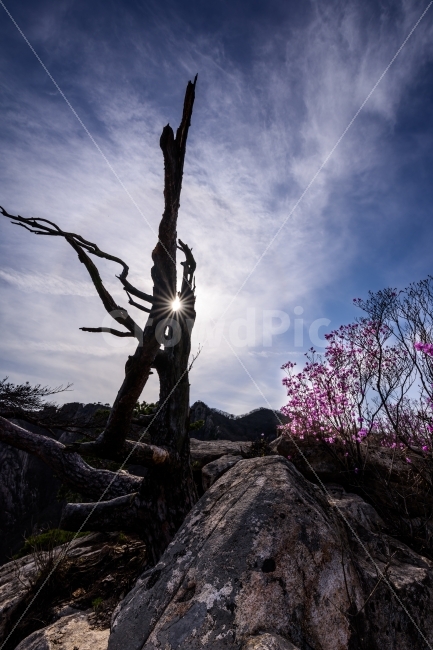 고목,풍경,풍경사진,진달래,대둔산,자연,풍경,nature,landscape,flare,플레어,light,빛,plant,식물