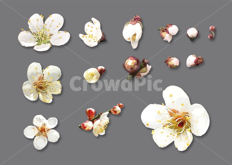 꽃,봄꽃,매실,매화,봄,spring,blossom,계절,season,식물,자연,plants,nature,flower,벡터,그래픽,apricot,graphic,plumblossoms,design,아이콘,봄,계절,spring,season,그래픽,일러스트레이션,graphic,illustration