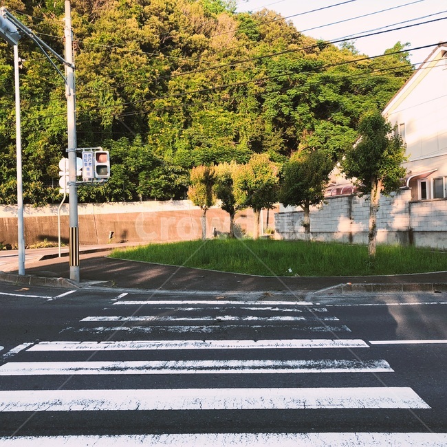 횡단보도,신호등,교통,나무,화창한,crosswalk,교통,교통수단,traffic,transportation