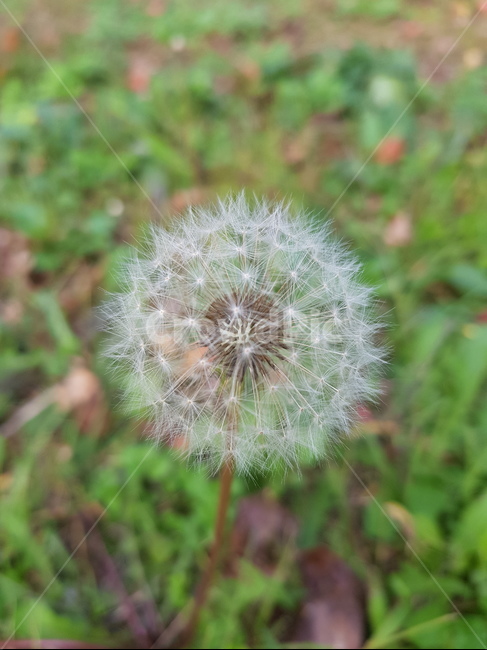 민들레,꽃씨,들꽃,배경화면,식물