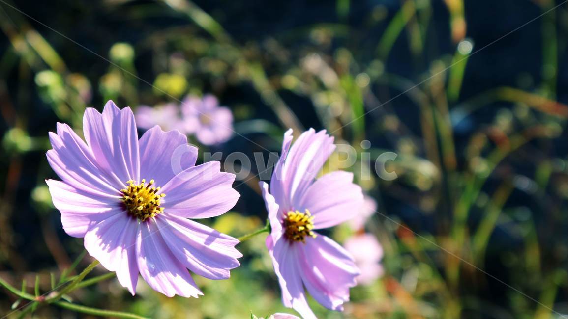 plant,식물,pollen,화분,꽃,식물,자연,plants,nature