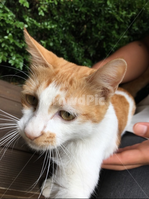 고양이,cat,animal,동물,길냥이,동물,animal,포유류,mammal,고양이,cat,kitten,kitty