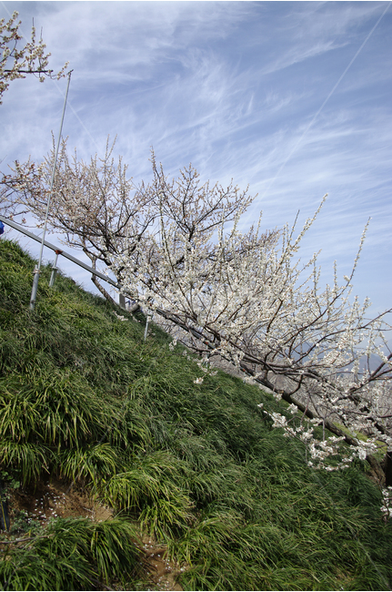 매화,나무,하늘,파란하늘,꽃봉오리,봄,봄날,봄풍경,봄꽃,감성,spring,flower,봄길,산책,봄나들이,식물,꽃,초록,언덕,봄,계절,spring,season,자연,풍경,nature,landscape,plant
