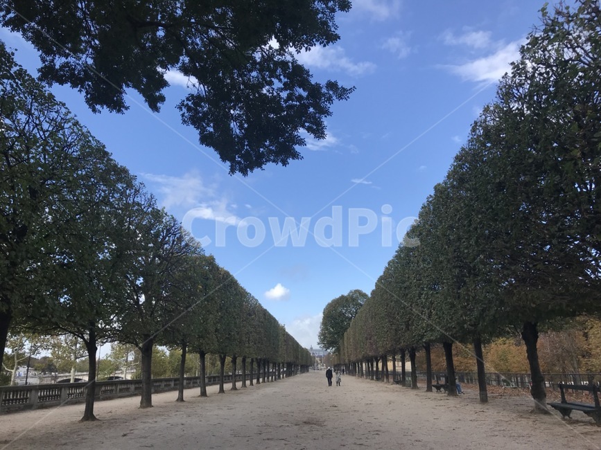 파리,튈트리정원,파리튈르리,비둘기,파리감성,paris,jardindestuileries,paristuileries,산책,나무,파리공원나무