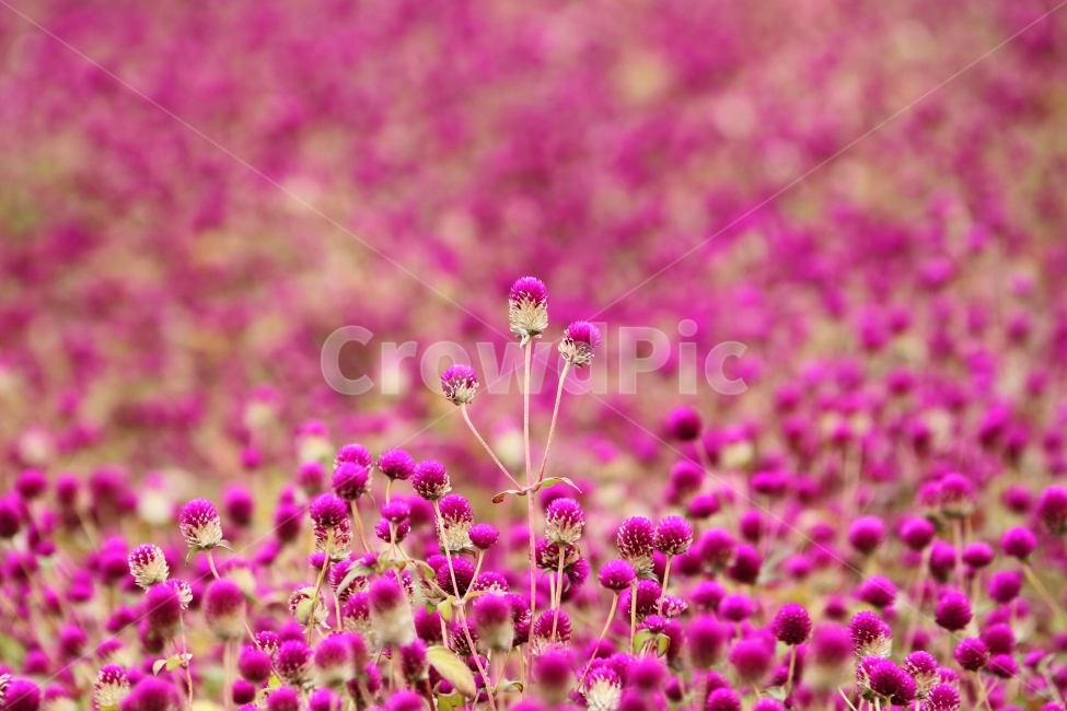 꽃,식물,천일홍,자연,감성사진,식물,자연,plants,nature,꽃,flower