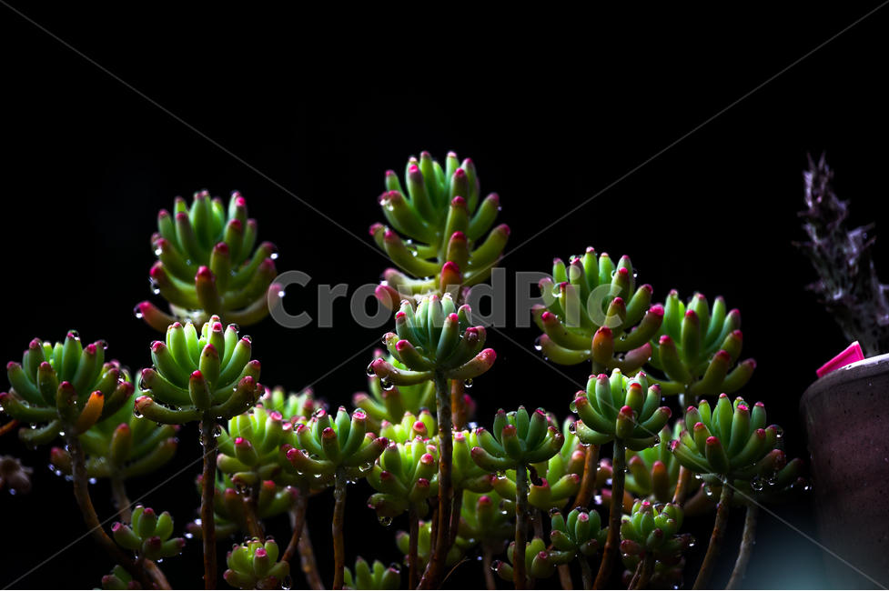 꽃,빗방울,식물,자연,flower,nature,다육이,식물,자연,plants,nature
