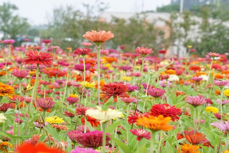 꽃,백일홍,자연,식물,분홍색,pink,flower,nature,green,초록색,노란색,yellow,붉은꽃,red,식물,자연,plants,nature,꽃,flower