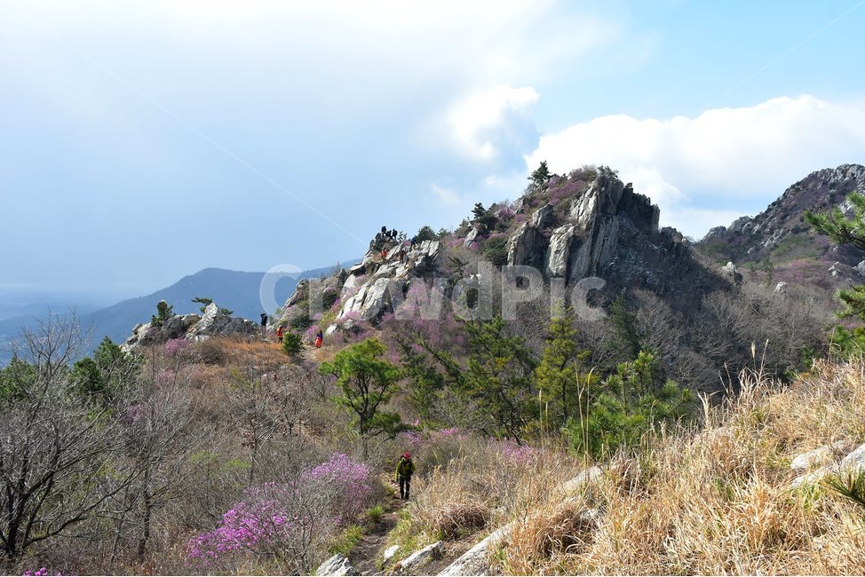 주작산,덕룡산,종주,진달래,풍경,기암,바위,비경,봄풍경,진달래꽃,강진,명산,산행,등산,마운틴,힐링,mountain,landscape,자연,natural,자연,풍경,nature,landscape,한국자연풍경,한국자연경관,korea nature landscape,outdoors,옥외,person,사람,human,인간