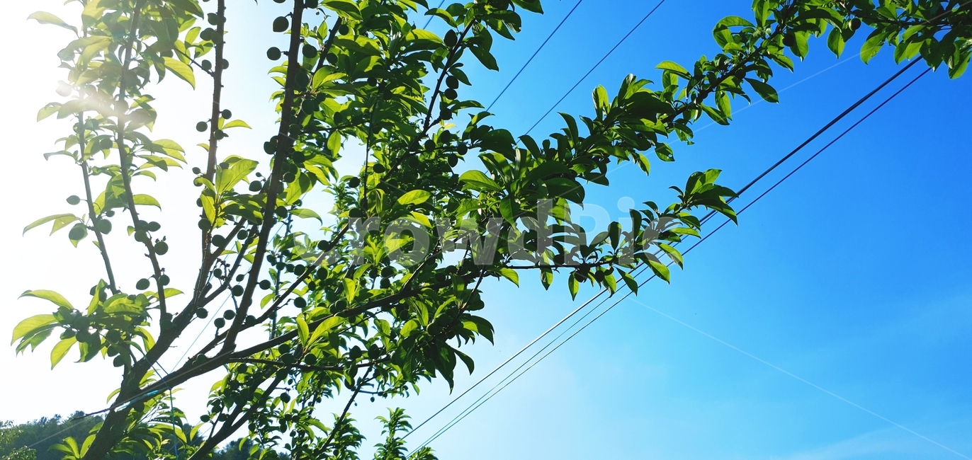 하늘,나뭇잎,햇빛,태양,해,초록나무,tree