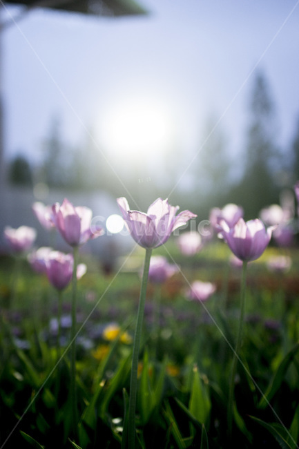 감성사진,flower,꽃,식물,plant,봄,식물,자연,plants,nature,꽃,flower
