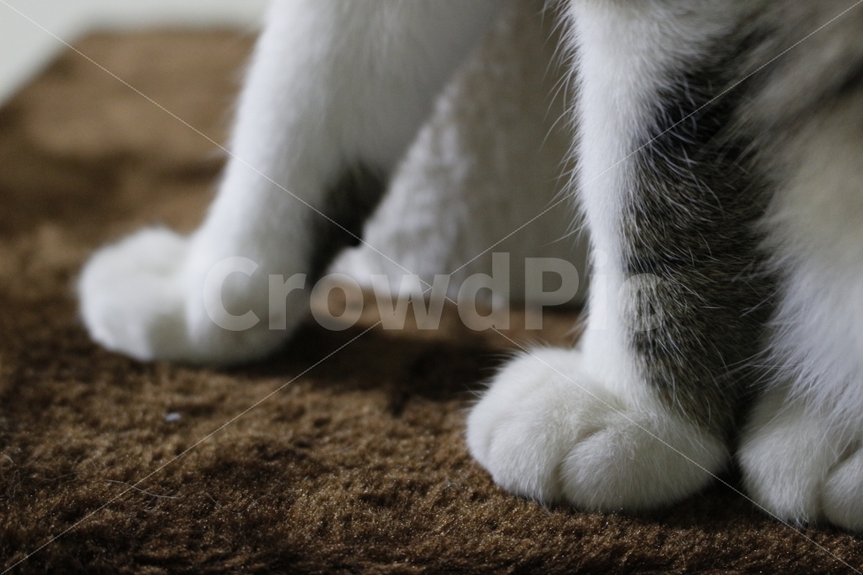 고양이,반려동물,유기묘,길냥이,애완동물,cat,pet,kitten,아기고양이,코숏,코리안숏헤어,동물,animal,캣타워,캣워커,캣폴,동물,animal,고양이,cat,kitten,kitty,포유류,mammal