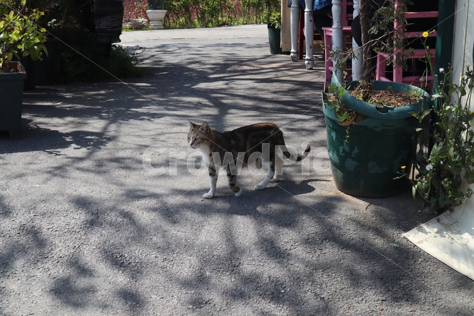 고양이,길거리,길고양이,동물,cat,street,animal,동물,animal,포유류,mammal,고양이,cat,kitten,kitty