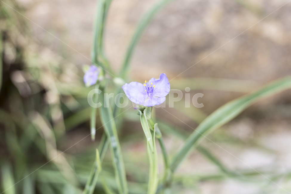 자주달개비,Tradescantiareflexa,꽃,플라워,flower,꽃말,야생화,정원,파크,공원,park,가든,garden,식물,자연,plants,nature,꽃,flower
