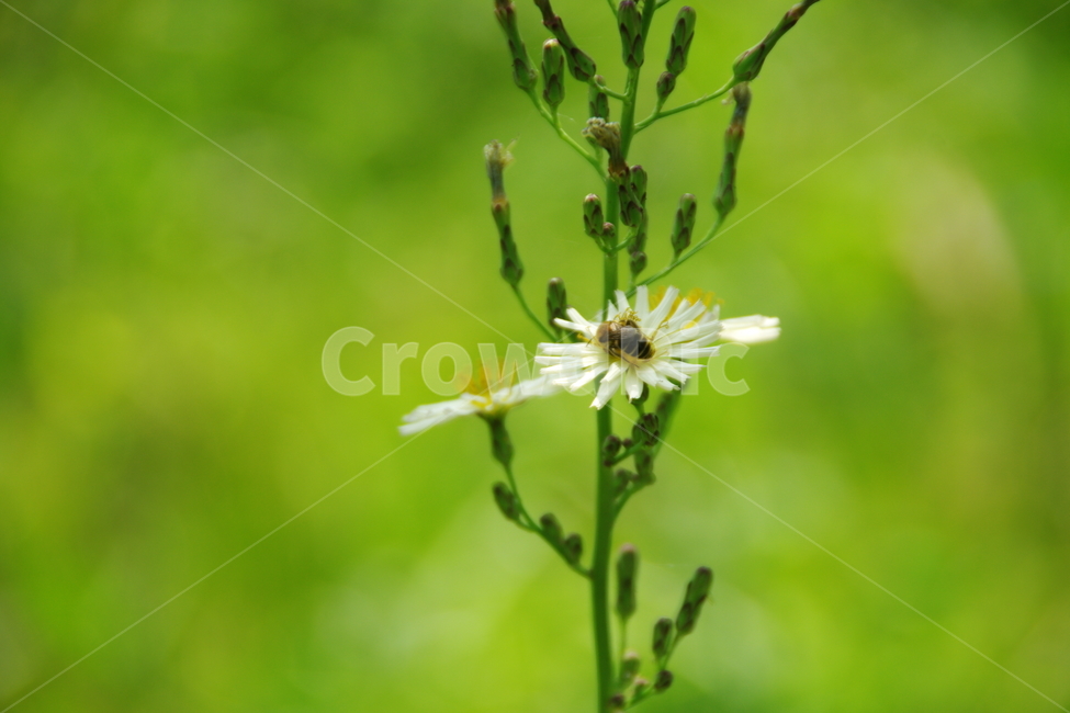 잡초,꽃,꿀벌,벌,식물,식물,자연,plants,nature,곤충,벌레,insect,bug