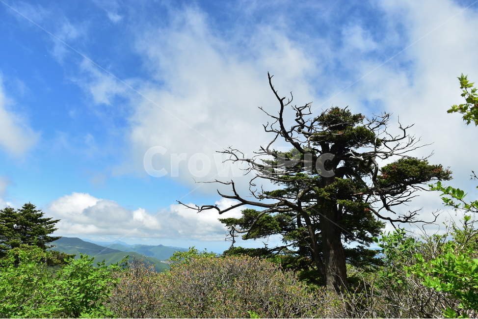 태백산,주목,풍경,자연,국립공원,명산,신비로운,경이로운,아름다운,다큐,필,힐링,landscape,season,nature,비경,경치,하늘,구름,봄,자연,풍경,nature,landscape,한국자연풍경,한국자연경관,korea nature landscape,식물,plants,나무,trees,wood,plant,tree