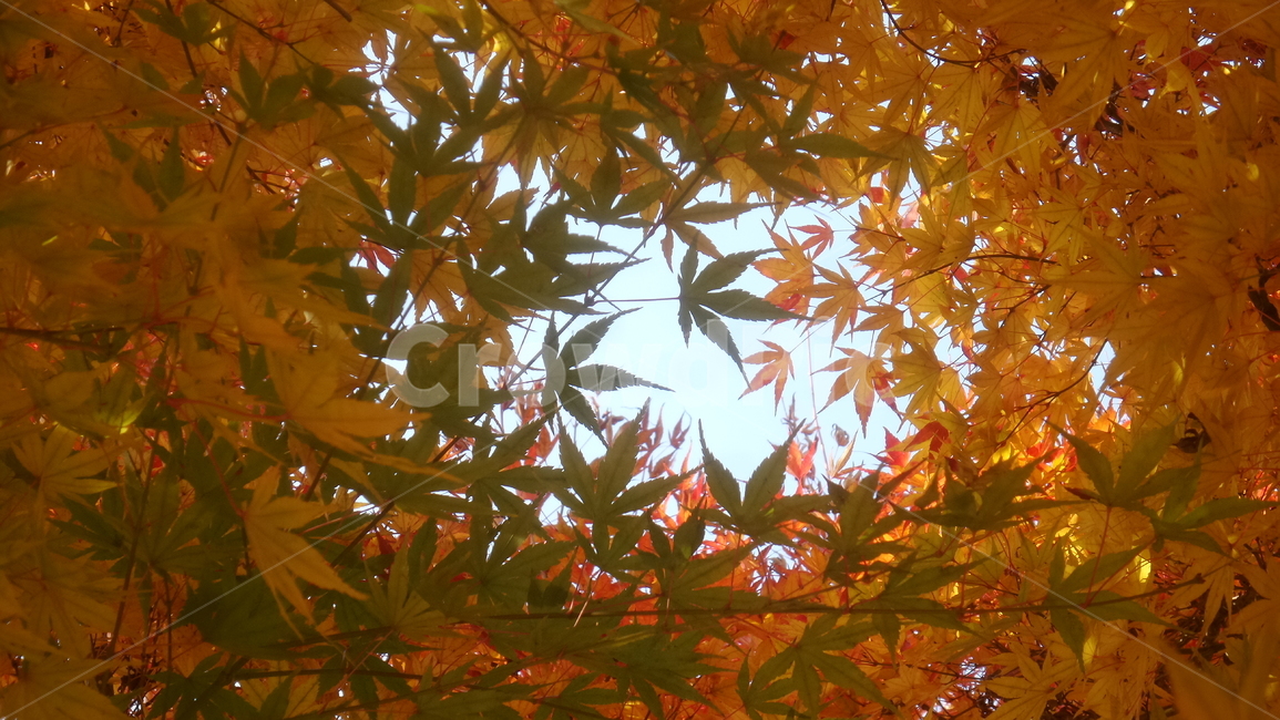 단풍,단풍나무,목련강,무환자나무목,관상수,낙엽활엽관목,정원수,가을,계절,fall,autumn,season,식물,자연,plants,nature,가을,계절,fall,autumn,season,식물,자연,plants,nature,leaf,잎,plant,maple,tree,나무