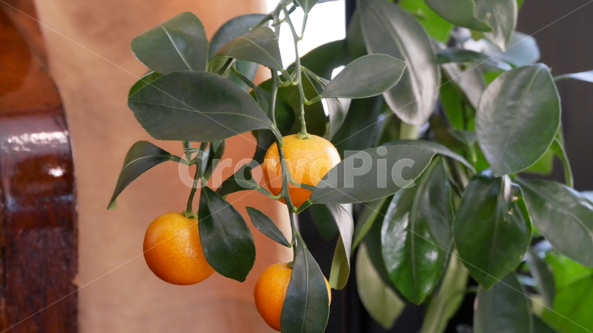 plant,식물,fruit,과일,citrusfruit,감귤류과일,orange,주황색,food,식품,낑깡,식물,자연,plants,nature,과일,열매,fruit