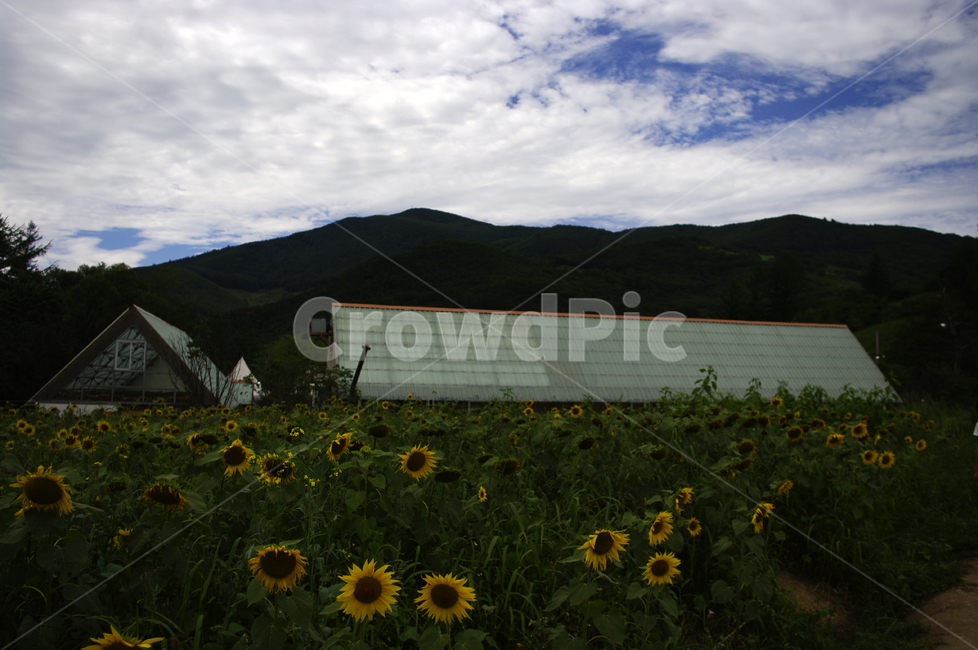 해바라기,꽃,꽃밭,flower,식물,하늘,구름,자연,풍경,nature,landscape,plant,field,들,outdoors,옥외