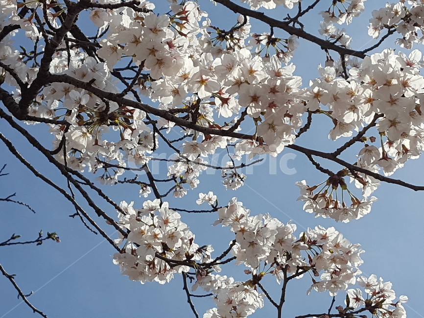 벚꽃,벚꽃축제,봄,꽃,자연