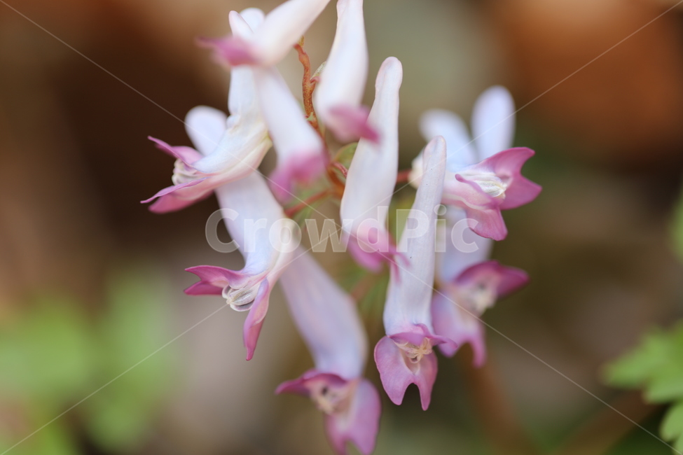 tranditonal,들꽃,꽃,자연,풀,식물,풍경,korea,함초롱,이슬,아침,식물,자연,plants,nature,꽃,flower