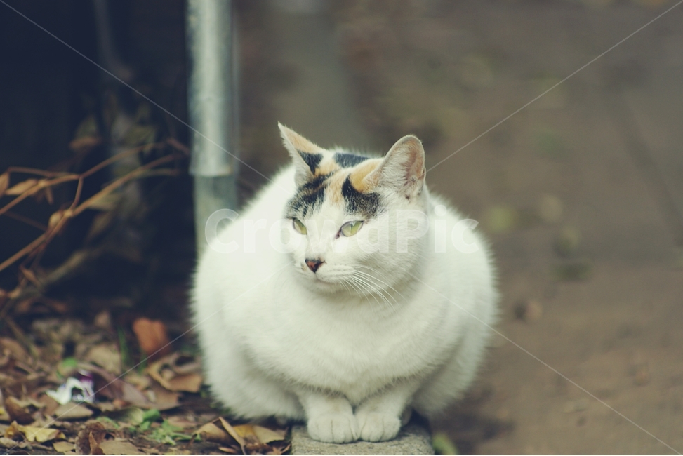 고양이,cat,길고양이,동물,animal,동물,animal,포유류,mammal,고양이,cat,kitten,kitty