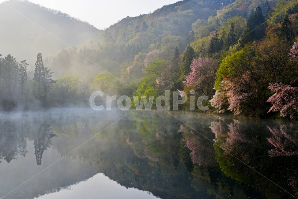 전남,화순,세량지,세량제,물안개,벚꽃,산벚꽃,봄,계절,반영,아침,여명,해돋이,nature,자연,outdoors,옥외,fog,안개,weather,날씨,자연,풍경,nature,landscape