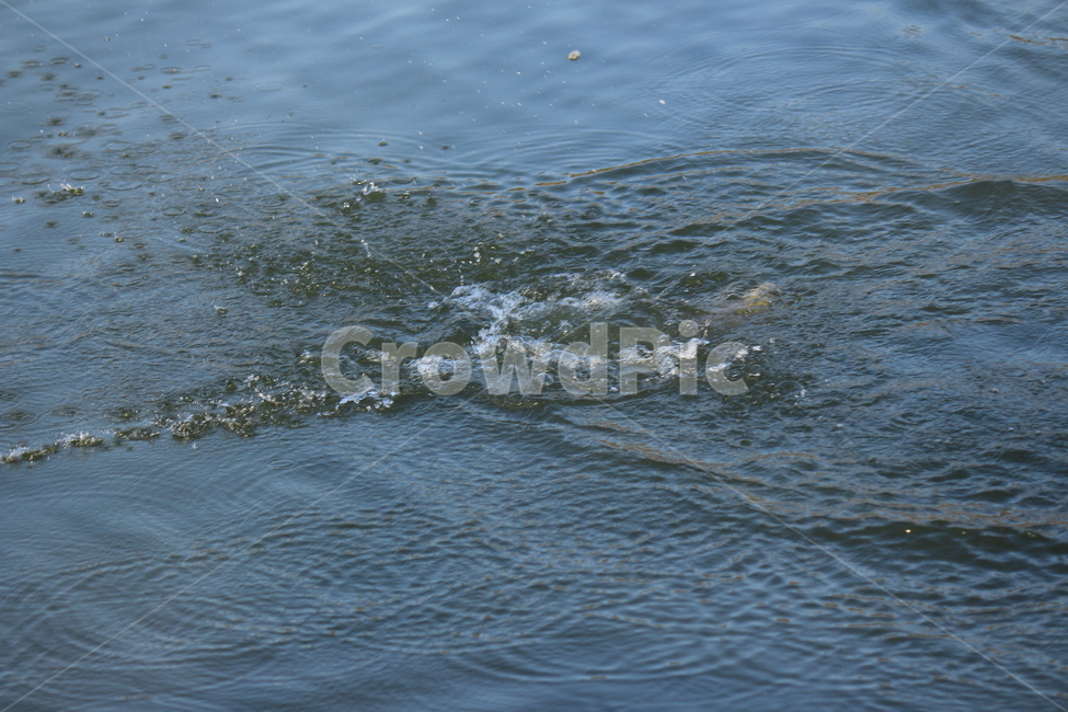 새,물새,오리,물오리,호수,철새,물놀이,water,duck