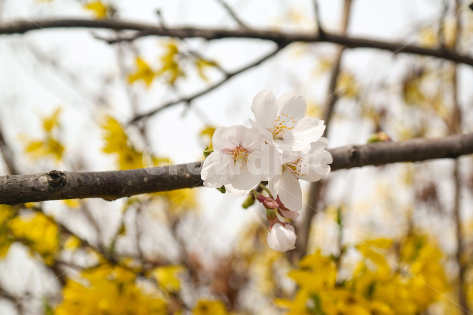 벚꽃,개나리,노랑,tree,나무줄기,나뭇가지,plant,식물,cheeyblossom,사쿠라,봄,자연,nature,나무,sky,핑크,개화,하늘,wood,분홍,봄꽃,노랑꽃,감성,분위기,spring,봄,계절,spring,season