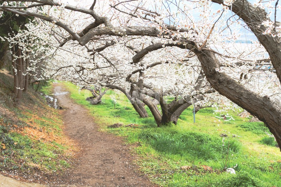 매화,꽃,봄,감성,따뜻한,flower,spring,korea,warm,nature,자연,outdoors,옥외,plant,식물,산책,정원,garden,walk