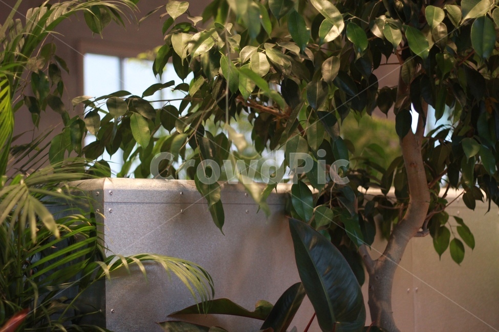 식물,plants,초록,greenish,자연,나무,조명,식물,자연,plants,nature,실내용화초,화분,화초,house plant
