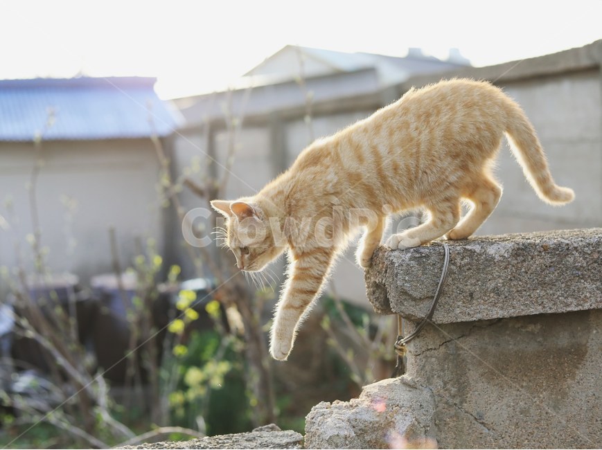 고양이,야옹이,동물,cat,시골냥,동물,animal,포유류,mammal,고양이,cat,kitten,kitty
