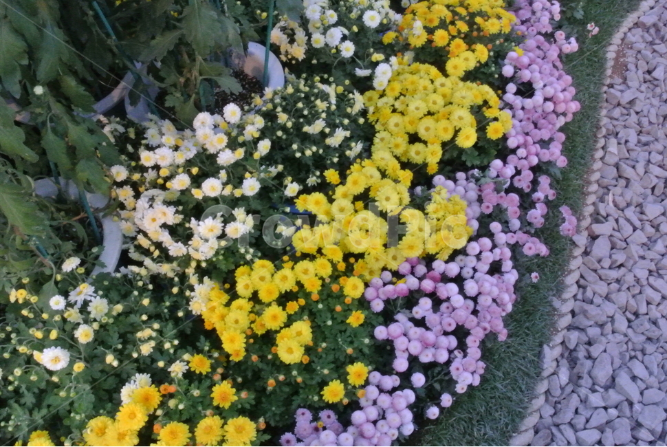 plant,식물,flower,꽃,국화,blossom,알록달록한,식물,자연,plants,nature,꽃,flower