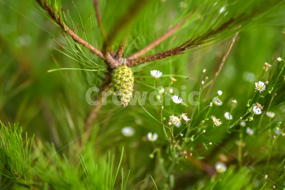 솔방울,꽃,나무,소나무,여름,식물,자연,plants,nature