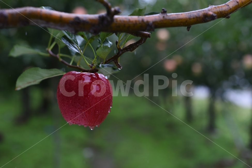 red,apple,Hongro,Mungyeong,fruit,rainwater,adverb,Republic of Korea