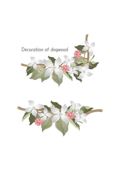 여름,산딸나무,식물,프레임,데코,장식,자연,세트,꽃,flower,그래픽,일러스트레이션,graphic,illustration