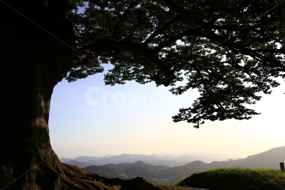 사랑나무,부여,성흥산성,연인,일몰,휴식,사랑,자연,풍경,nature,landscape,식물,plants,나무,trees,wood