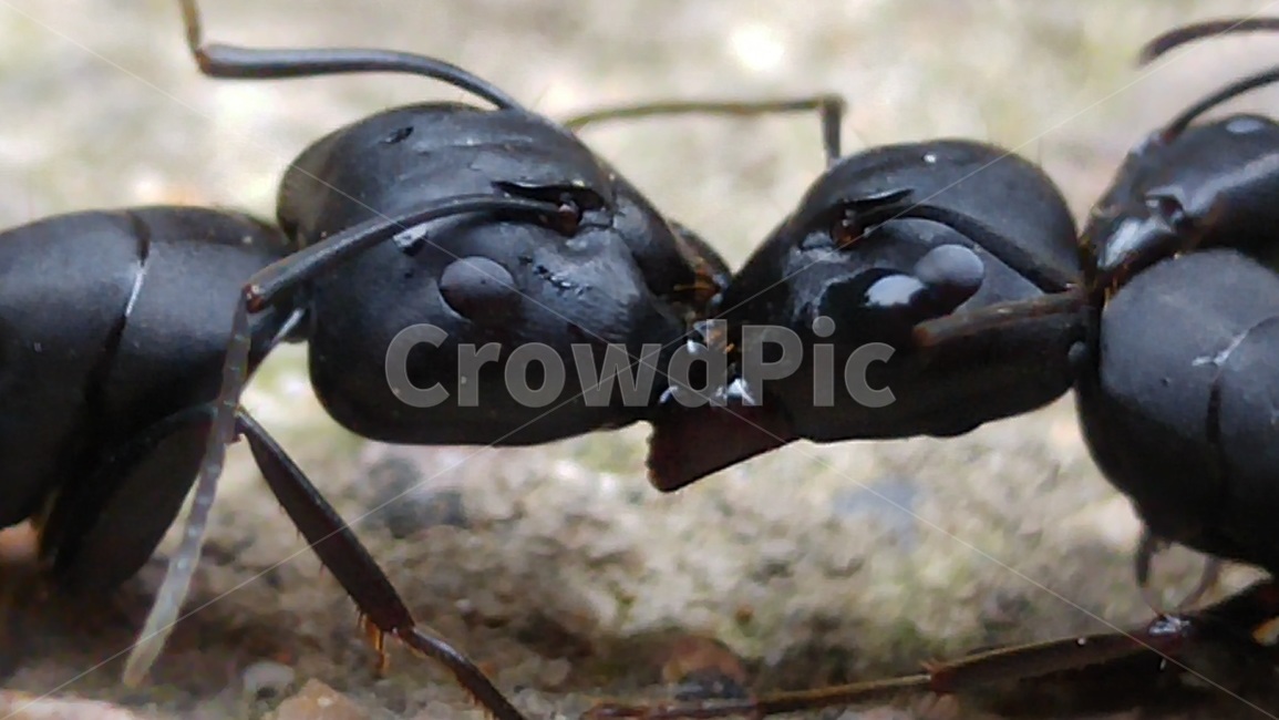 개미,접사,왕개미,돋보기,곤충,자연,생태계,더듬이,큰개미,검정,곤충,벌레,insect,bug
